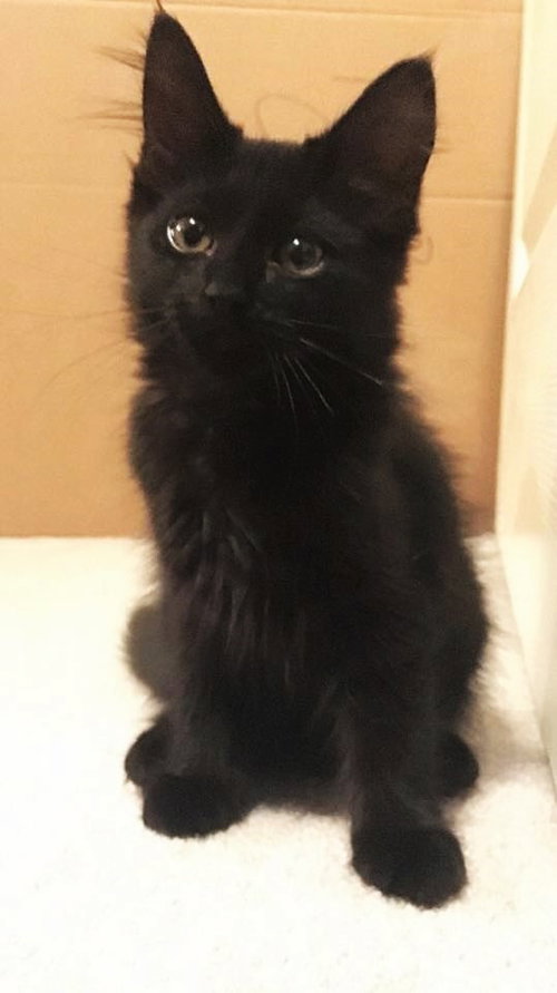 Chloe