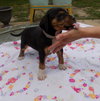 Josie