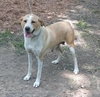 Josie