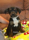 Gracie