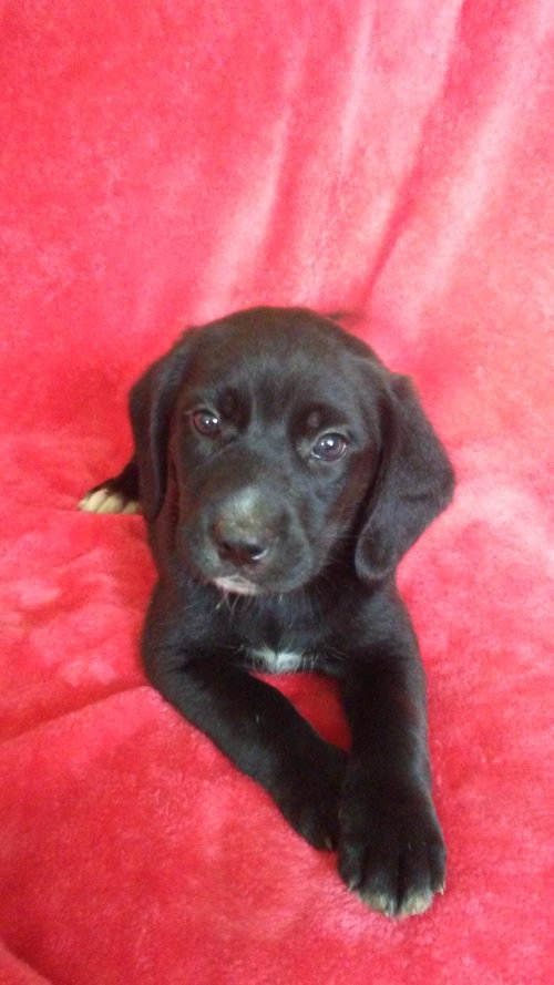 Loki