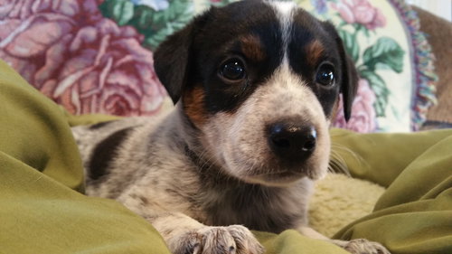Elliott