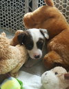 Piper