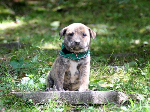 Piper