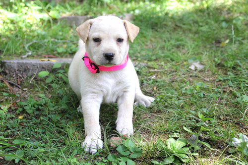 Scout