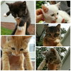 Patches