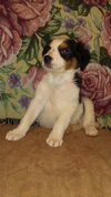 Oliver