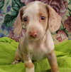 Roxie