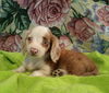 Lillian Star (Lilly)