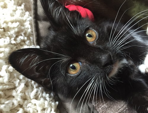 Minnie