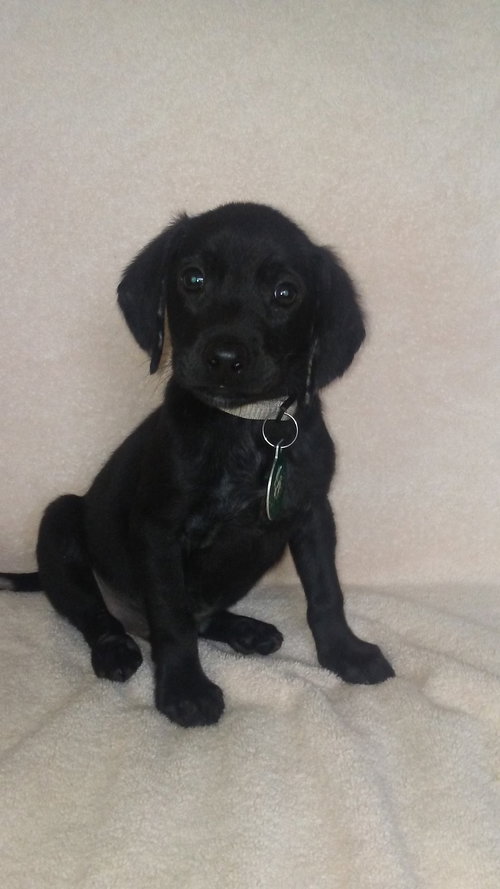 Ruger