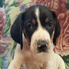 Addie