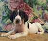 Addie