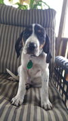 Addie