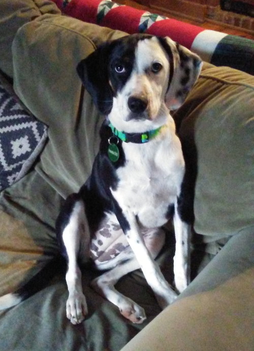 Rosie