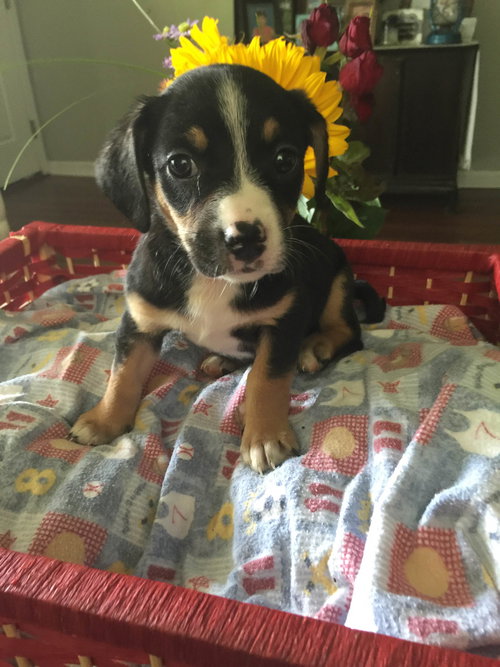 Juno
