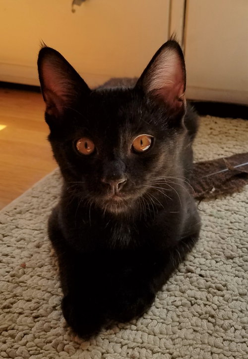 Clyde