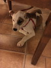 Harper