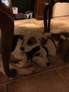 Harper