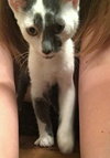 Pebbles