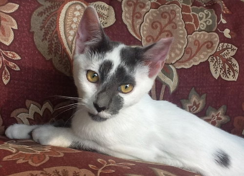Pebbles