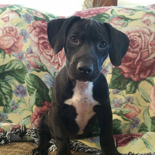 Ruby