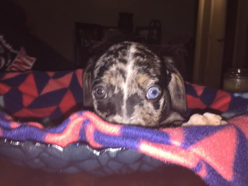Otto