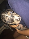 Otto