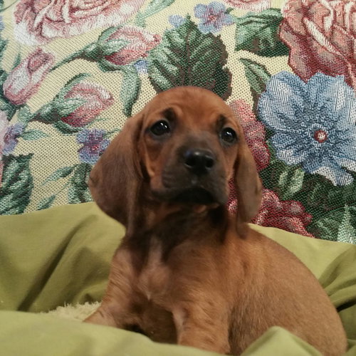 Ginger