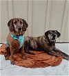 adoptable Dog in  named Maybelle & Mimi