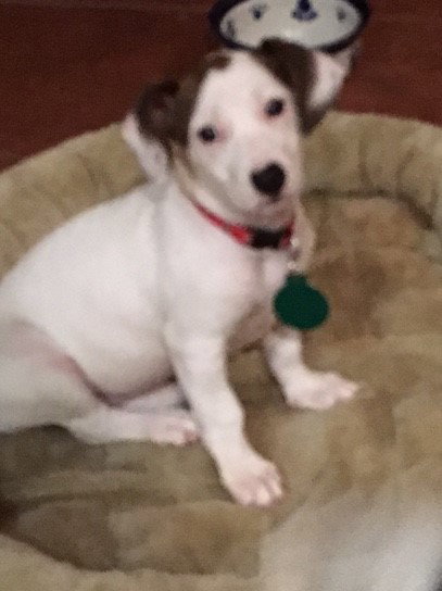 Dolly