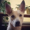 Roxy