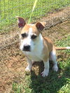 Emmitt