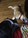 Emmitt