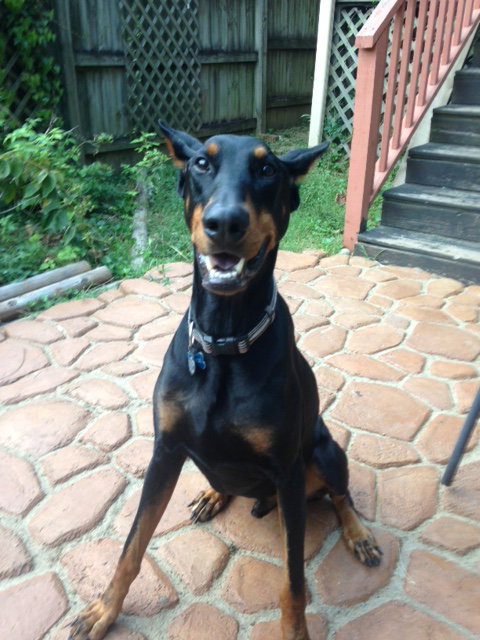 Sarge