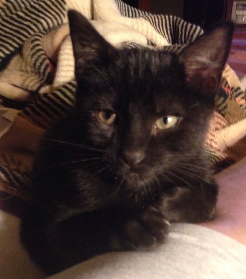 Otis