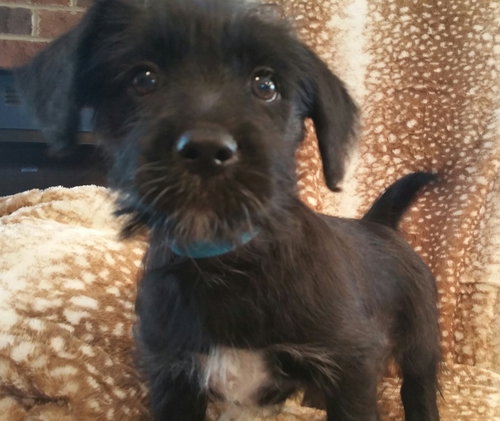 Oliver
