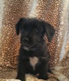 Oliver
