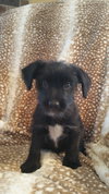Oliver