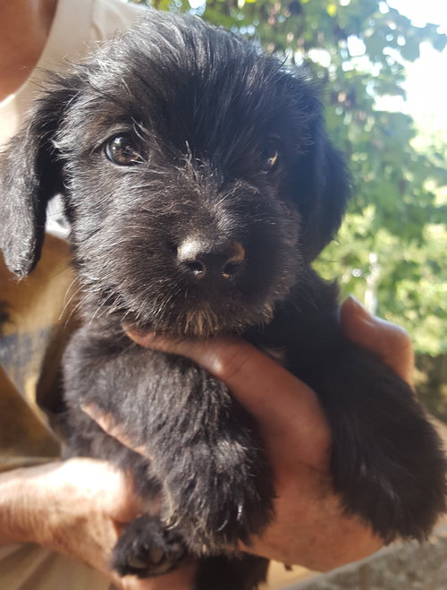 Merlin