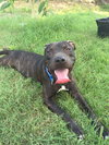 Burnie