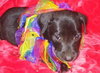Gertrude