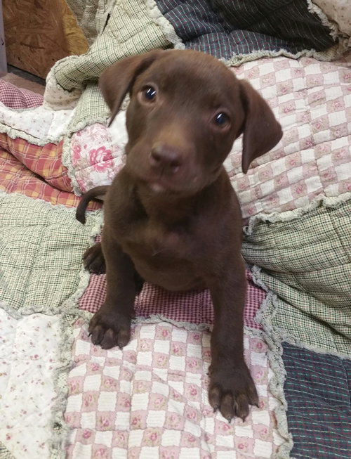 Ozzie