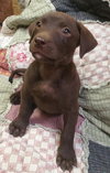 Ozzie