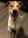 Roo