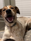 Roo