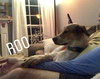 Roo