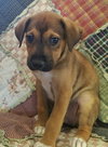 Wrex