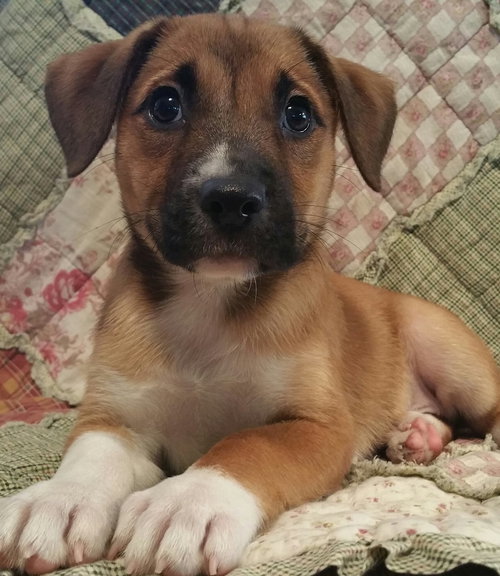 Roxie
