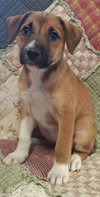 Roxie